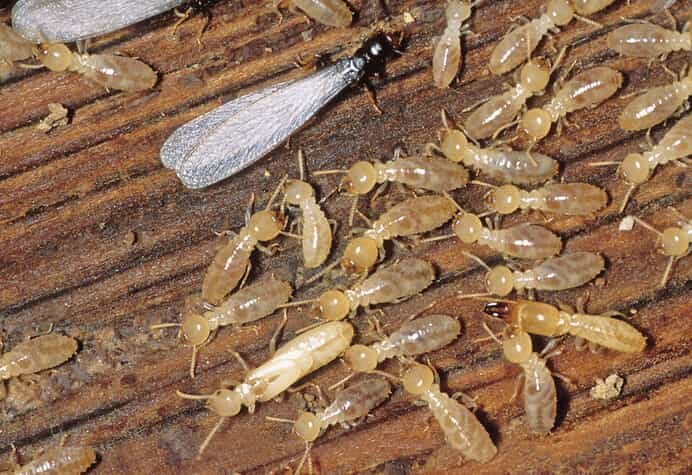 Termites